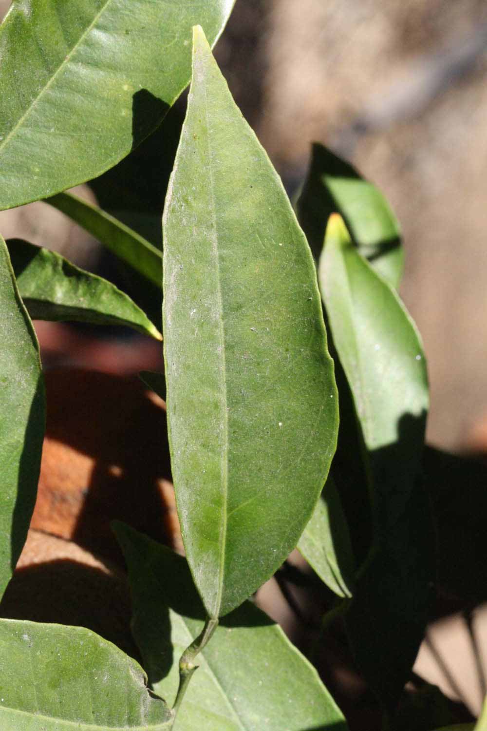              Unifoliolate leaf (Riverside, CA)       